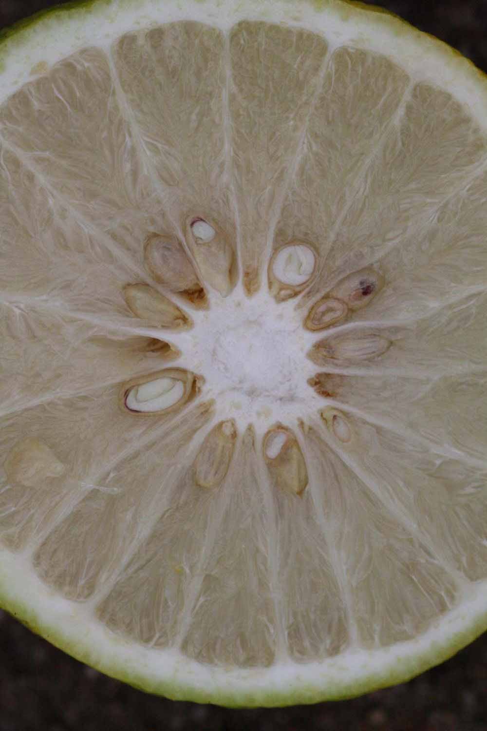              Fruit cross-section (Riverside, CA)       